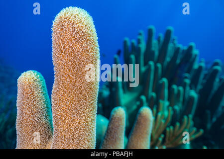 A stand of Pillar coral (Dendrogyra cylindrus) growing on a coral reef, East End, Grand Cayman, Cayman Islands Stock Photo
