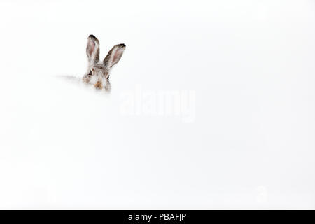 Mountain hare (Lepus timidus) resting in snow hole, Scotland, UK, February. Stock Photo