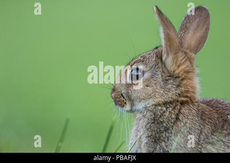 Rabbit (Oryctolagus cuniculus) juvenile Burgundy, France. Stock Photo