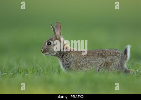 Rabbit (Oryctolagus cuniculus) juvenile Burgundy, France. Stock Photo