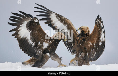 Golden eagles (Aquila chrysaetos) two fighting in snow, Norway November