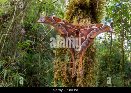 Hercules moth (Coscinocera hercules) recently emerged in montane rinforest. Ambua Lodge, Tari, Hela Province, Papua New Guinea. June Stock Photo