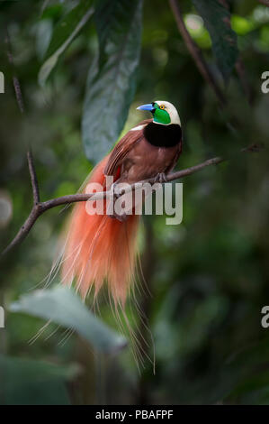 Raggiana bird of paradise (Paradisaea raggiana) in forest canopy. Varirata National Park, Papua New Guinea. June Stock Photo