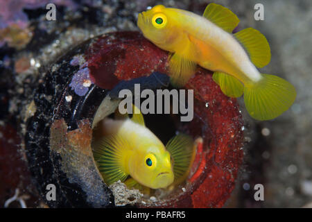 Dinah's gobies (Lubricogobius dinah) pair in their beer-bottle home, found at a depth of 30 metres at Observation Point in Milne Bay Province, Papua New Guinea Stock Photo