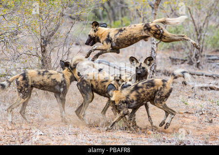 Pack of African wild dogs (Lycaon pictus) playing, Motswari Game Reserve, South Africa. Stock Photo