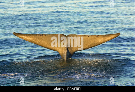 Blue whale (Balaenoptera musculus) fluking / diving, Sea of Cortez, Gulf of California,), Baja California, Mexico, February Stock Photo