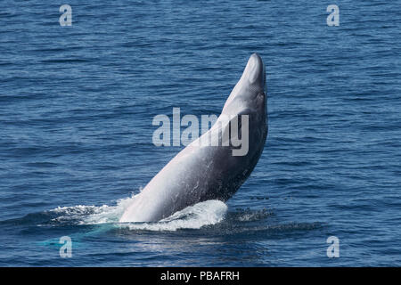Bryde's / Tropical whale (Balaenoptera edeni) breaching, Sea of Cortez, Gulf of California, Baja California, Mexico Stock Photo