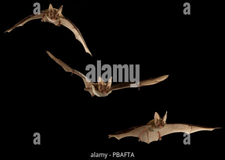 Rafinesque's big-eared bat (Corynorhinus rafinesquii) composite image of bats flying, Texas, USA, March. Controlled conditions. March Stock Photo