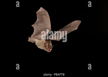 Cave Myotis bat (Myotis velifer) flying, San Saba County, Texas, USA. Controlled conditions. July Stock Photo