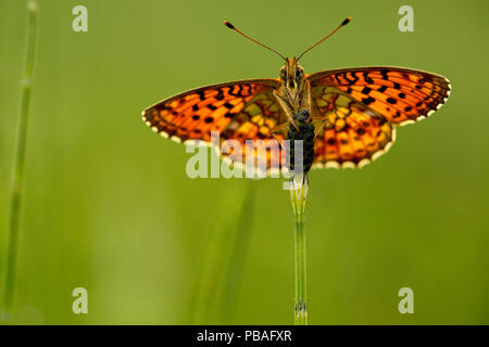 Lesser marbled fritillary butterfly (Brenthis ino), Haute-Savoie, France, June. Stock Photo