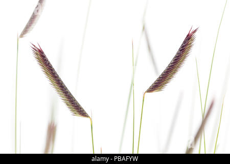 Blue grama grass (Bouteloua gracilis), a prairie grass, South Dakota, USA Stock Photo