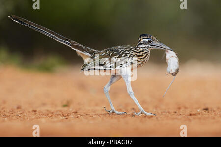 Greater roadrunner (Geococcyx californianus), adult with mouse prey, Rio Grande Valley, South Texas, Texas, USA. June Stock Photo