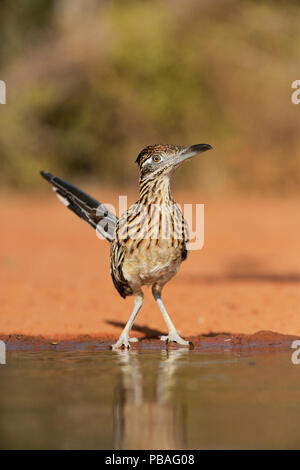 Greater roadrunner (Geococcyx californianus), adult drinking, Rio Grande Valley, South Texas, Texas, USA. June Stock Photo