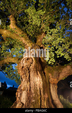 The Birnam Oak, an ancient English oak tree (Quercus robur) nearly 1000 years old, Perthshire, Scotland, UK, July. Stock Photo