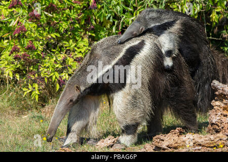 Giant anteater (Myrmecophaga tridactyla) carrying baby on back, captive, occurs in Central and South America. Vulnerable species. Stock Photo