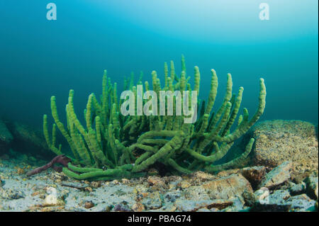 Endemic sponge (Lubomirskia baicalensis), Lake Baikal, Siberia, Russia.  September 2013 Stock Photo