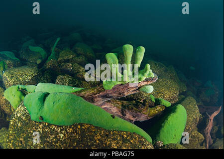 Endemic freshwater sponge (Lubomirskia baicalensis), Lake Baikal, Siberia, Russia.  October. Stock Photo