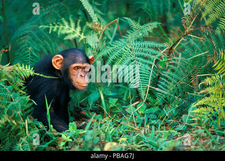 Juvenile Chimpanzee (Pan troglodytes) amongst ferns, Gabon. Stock Photo