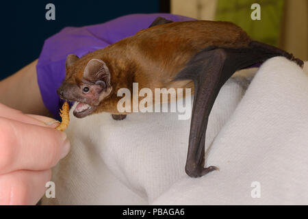 Noctule bat (Nyctalus noctula) being fed with a mealworm at a public outreach event by Samantha Pickering, Boscastle, Cornwall, UK, October.  Model released. Stock Photo