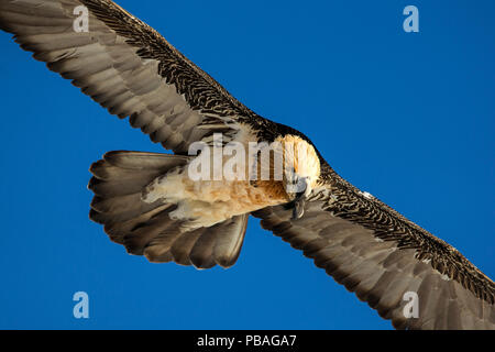 Lammergeier / Bearded vulture (Gypaetus barbatus) flying, Leukerbad, Valais, Switzerland, February Stock Photo