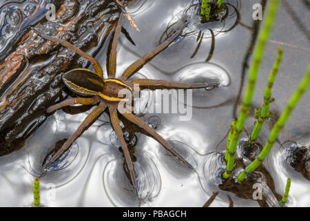 Raft Spider (Dolomedes fimbriatus) female resting on the surface of a moorland pool among stems of Horsetail (Equisetum sp.). Nordtirol, Austrian Alps, June. Stock Photo