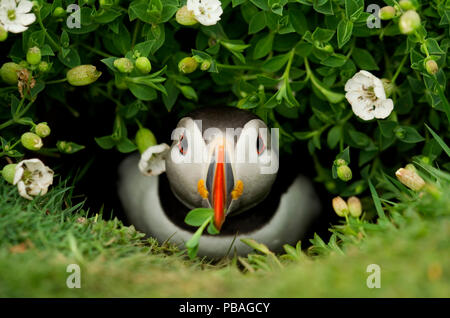 Atlantic Puffin (Fratercula arctica) coming out of it's burrow with a gift, Skomer Island, Wales, UK, May Stock Photo