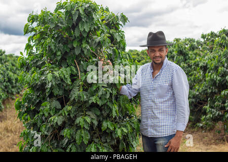 Smiling man picking coffee beans on a sunny day - coffee farmer is harvesting coffee berries - Brazil - Vietnam - Colombia Stock Photo