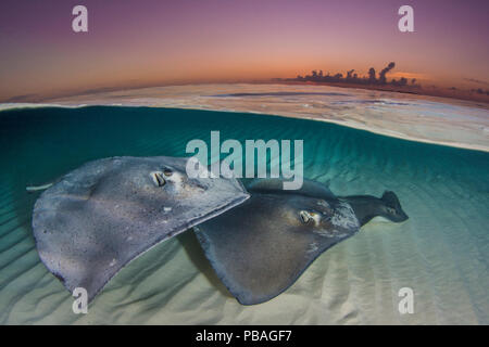Southern stingrays (Hypanus americanus) swimming over a sand bar in the early morning. Grand Cayman, Cayman Islands. British West Indies. Caribbean Sea. Stock Photo