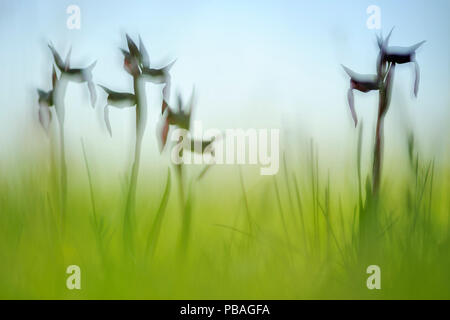 Tongue Orchids (Serapias lingua) in Pollino National Park, Italy. June. Stock Photo