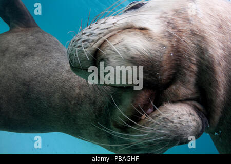 Two male Australian sea lions (Neophoca cinerea) play fighting with one another, Carnac Island, Western Australia. Stock Photo