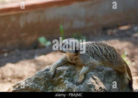 Suricate standing on the rock Stock Photo