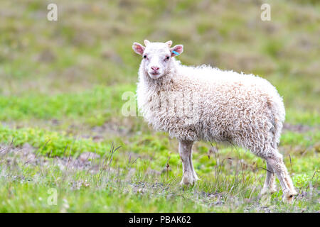 One cute adorable baby young white lamb, Icelandic sheep standing, posing on green grass pasture at farm field, hill in Iceland Stock Photo