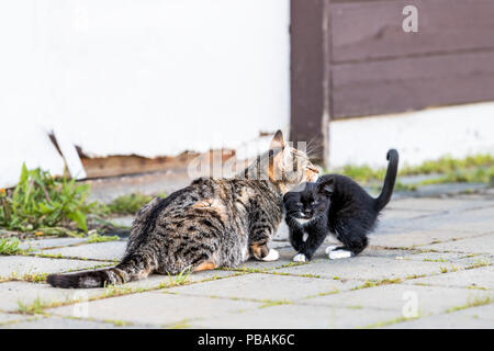 Tabby, calico mother, mom cat and small black, white kitten, kitty bonding, bunting, rubbing, grooming outdoors, outside near house, building Stock Photo