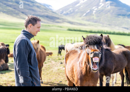 Young happy man standing, watching many Icelandic horses in outdoor stable paddock, Iceland in countryside rural farm, mountains, making funny faces,  Stock Photo