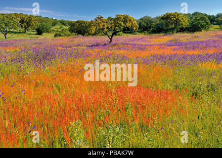 Cork oak surounded by green field with wild pink and yellow flowers Stock Photo