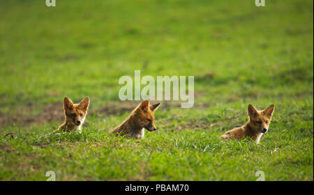 Three fox cubs emerging from the den.Devon,UK Stock Photo