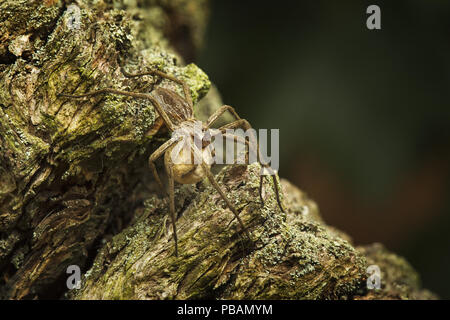 A nursery web spider carrying her egg sack. Stock Photo