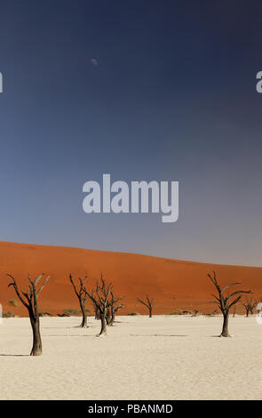 Ancient camel thorn trees (Acacia erioloba) at Deadvlei, Namib-Naukluft National Park, Namibia, with the moon rising over the distant sand dunes. Stock Photo