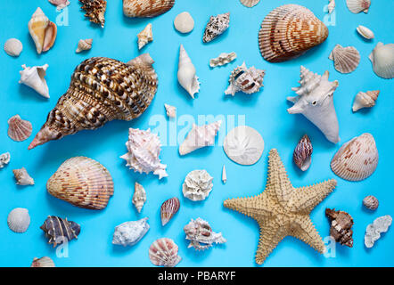 Exotic seashells and starfish collection flat lay on a blue background. Stock Photo