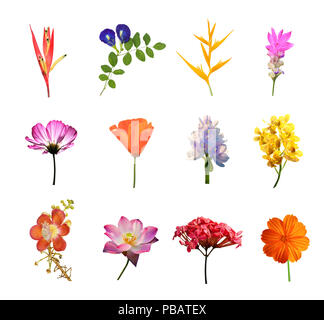 set of flowers isolated on white background Stock Photo