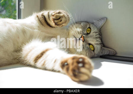 Grey cute lazy cat lying in the sun Stock Photo