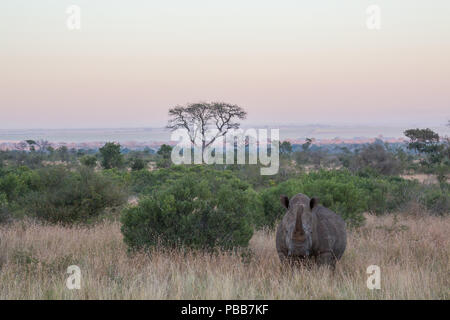 Rhino standing in the grass surrounded by trees and bushes at sunset Stock Photo