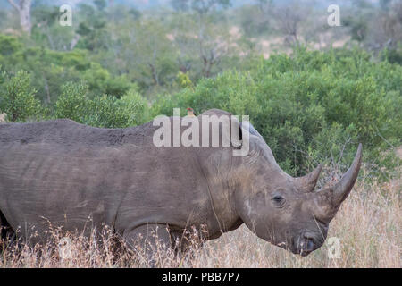 Rhino standing in the grass surrounded by trees and bushes Stock Photo