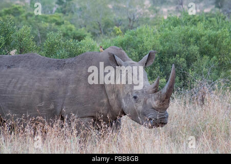 Curious Rhino standing in the grass surrounded by trees and bushes Stock Photo