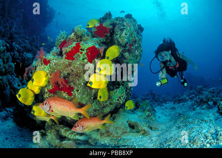 Scuba diver watches a group Masked butterflyfish (Chaetodon semilarvatus) and two Giant Squirrelfishes (Sargocentron spiniferum), Marsa Alam, Egypt Stock Photo