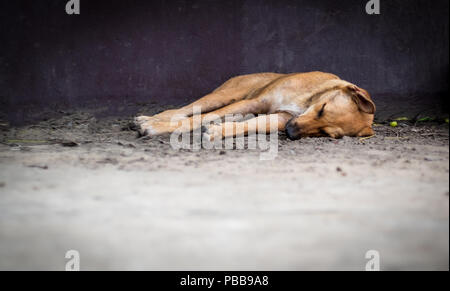 Brown homeless dog sleeping on the road. Stock Photo