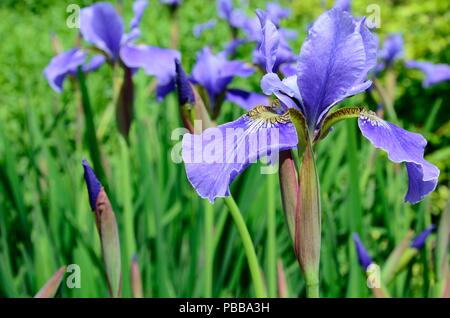 Iris Sibirica EgoSiberian iris Ego flag iris flower head Stock Photo