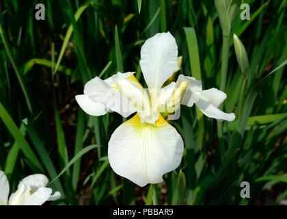 Iris Sibirica Anniversery siberia iris pure white flowers with yellow markings Stock Photo
