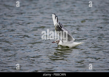 A young Black headed gull (Chroicocephalus Ribidundus) sitting on the water with wings spread preparing to take off Stock Photo