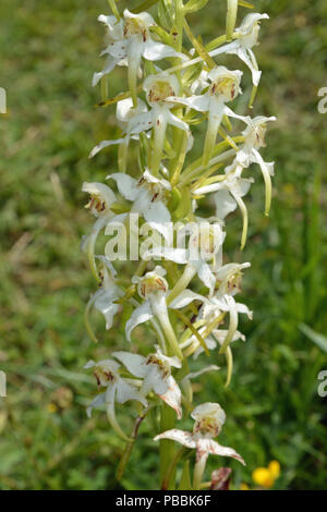 Greater Butterfly Orchid Stock Photo